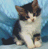 Gato0010.gif