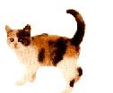 Gato0018.gif